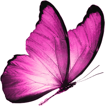 Schmetterling