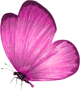 Schmetterling